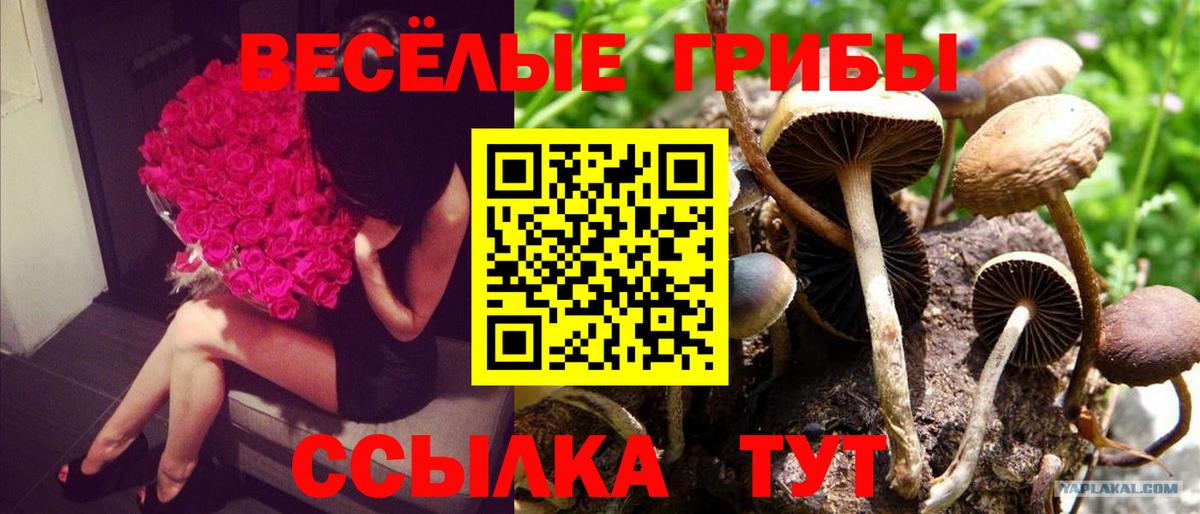 Псилоцибиновые грибы GOLDEN TEACHER Елец